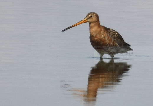 PITTIMA REALE, Black-tailed Godwit, Barge à queue noire; Limosa limosa