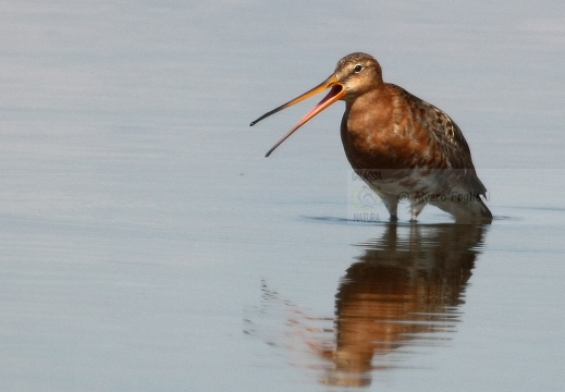 PITTIMA REALE, Black-tailed Godwit, Barge à queue noire; Limosa limosa