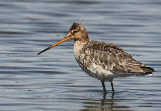 PITTIMA REALE, Black-tailed Godwit, Barge à queue noire; Limosa limosa