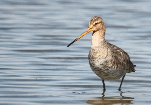 PITTIMA REALE, Black-tailed Godwit, Barge à queue noire; Limosa limosa