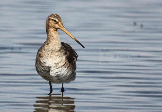 PITTIMA REALE, Black-tailed Godwit, Barge à queue noire; Limosa limosa