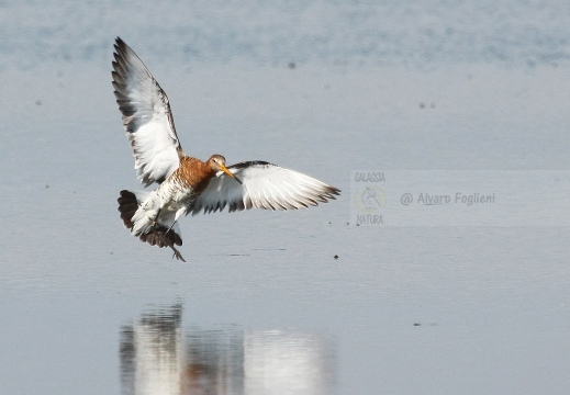 PITTIMA REALE, Black-tailed Godwit, Barge à queue noire; Limosa limosa