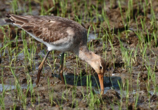 PITTIMA REALE, Black-tailed Godwit, Barge à queue noire; Limosa limosa