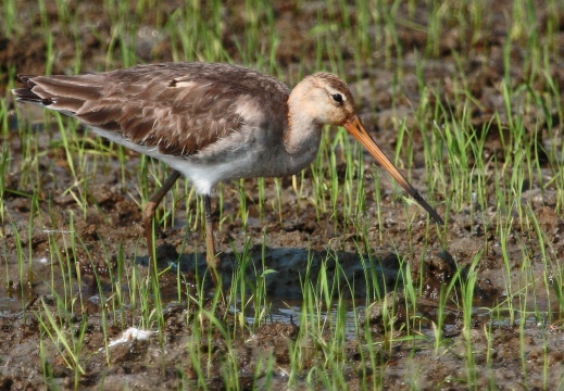 PITTIMA REALE, Black-tailed Godwit, Barge à queue noire; Limosa limosa