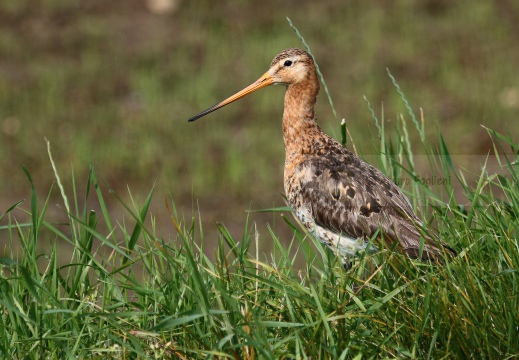 PITTIMA REALE, Black-tailed Godwit, Barge à queue noire; Limosa limosa