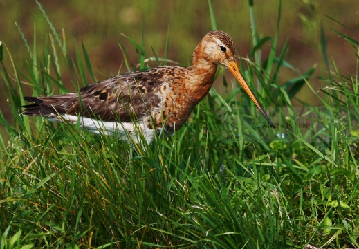 PITTIMA REALE, Black-tailed Godwit, Barge à queue noire; Limosa limosa