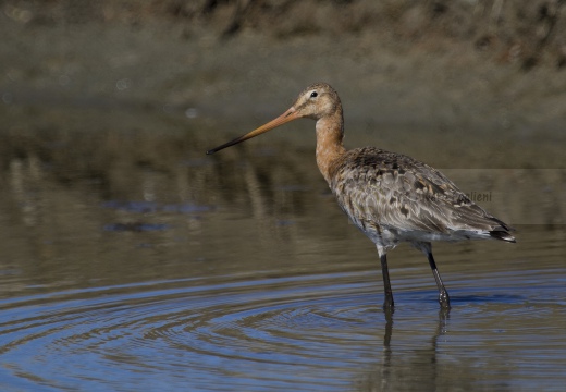 PITTIMA REALE, Black-tailed Godwit, Barge à queue noire; Limosa limosa