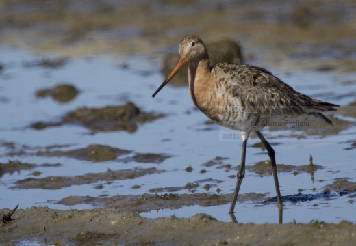 PITTIMA REALE, Black-tailed Godwit, Barge à queue noire; Limosa limosa