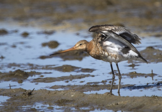 PITTIMA REALE, Black-tailed Godwit, Barge à queue noire; Limosa limosa