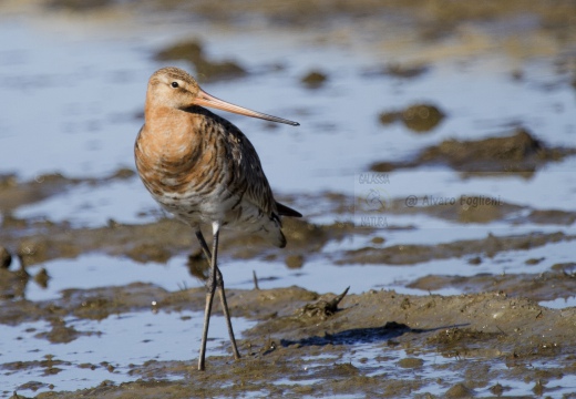 PITTIMA REALE, Black-tailed Godwit, Barge à queue noire; Limosa limosa