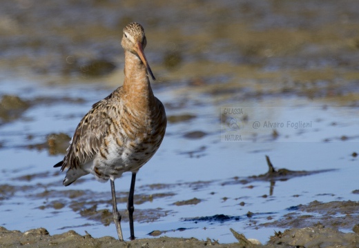 PITTIMA REALE, Black-tailed Godwit, Barge à queue noire; Limosa limosa