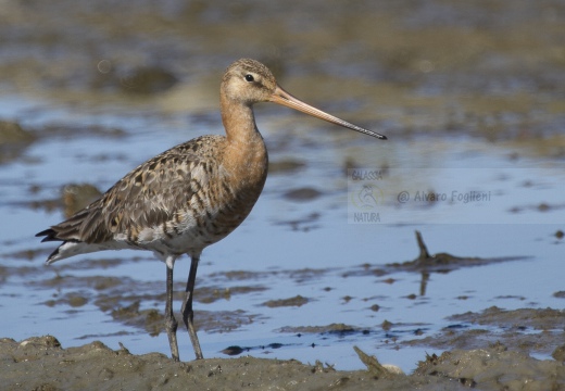 PITTIMA REALE, Black-tailed Godwit, Barge à queue noire; Limosa limosa