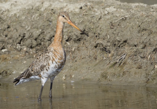 PITTIMA REALE, Black-tailed Godwit, Barge à queue noire; Limosa limosa