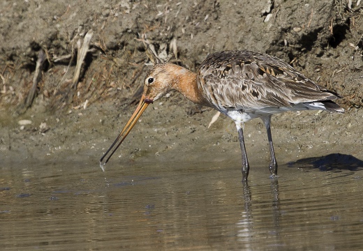 PITTIMA REALE, Black-tailed Godwit, Barge à queue noire; Limosa limosa