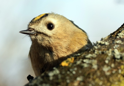 REGOLO, Goldcrest, Roitelet huppé; Regulus regulus 