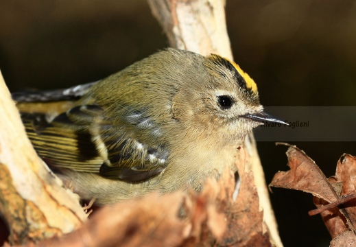 REGOLO, Goldcrest, Roitelet huppé; Regulus regulus 