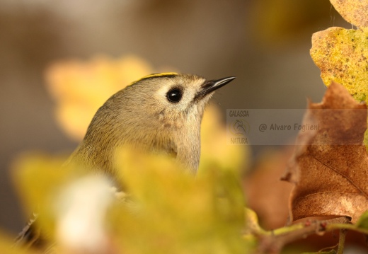 REGOLO, Goldcrest, Roitelet huppé; Regulus regulus 