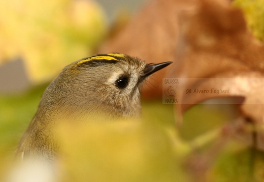 REGOLO, Goldcrest, Roitelet huppé; Regulus regulus 