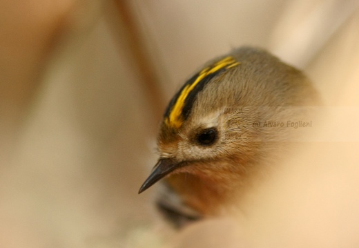 REGOLO, Goldcrest, Roitelet huppé; Regulus regulus 