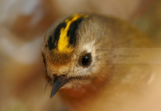 REGOLO, Goldcrest, Roitelet huppé; Regulus regulus 