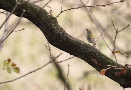 REGOLO, Goldcrest, Roitelet huppé; Regulus regulus 