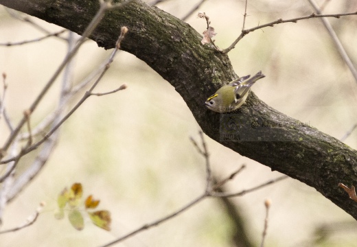 REGOLO, Goldcrest, Roitelet huppé; Regulus regulus 