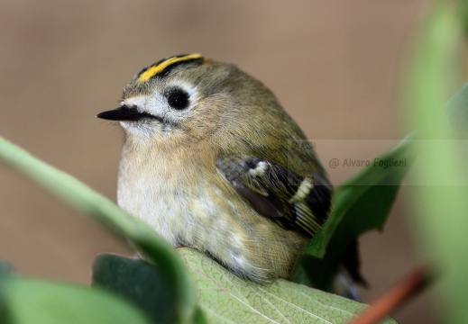 REGOLO, Goldcrest, Roitelet huppé; Regulus regulus 