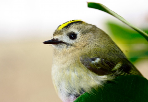 REGOLO, Goldcrest, Roitelet huppé; Regulus regulus 