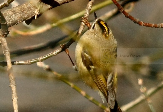 REGOLO, Goldcrest, Roitelet huppé; Regulus regulus 