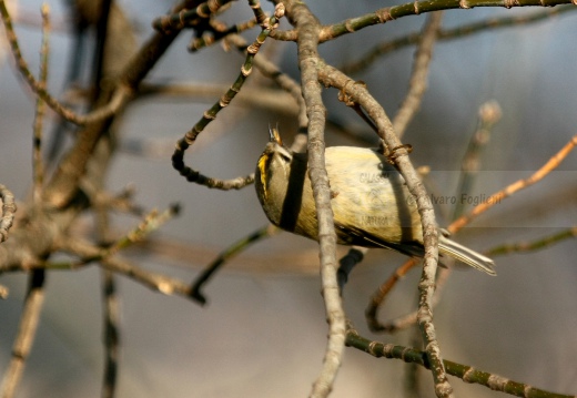 REGOLO, Goldcrest, Roitelet huppé; Regulus regulus 