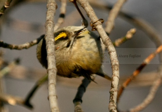 REGOLO, Goldcrest, Roitelet huppé; Regulus regulus 