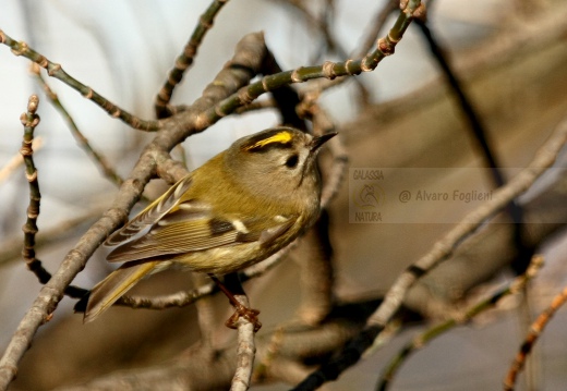 REGOLO, Goldcrest, Roitelet huppé; Regulus regulus 