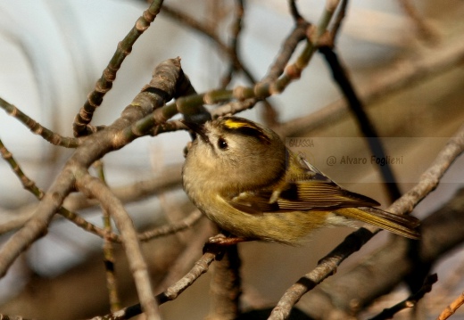 REGOLO, Goldcrest, Roitelet huppé; Regulus regulus 