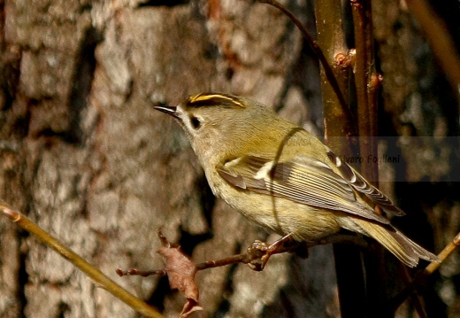 REGOLO, Goldcrest, Roitelet huppé; Regulus regulus 