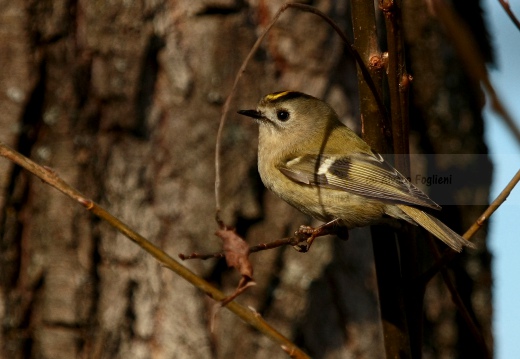 REGOLO, Goldcrest, Roitelet huppé; Regulus regulus 