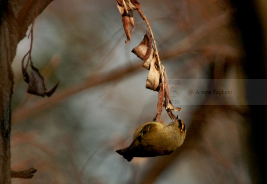 REGOLO, Goldcrest, Roitelet huppé; Regulus regulus 