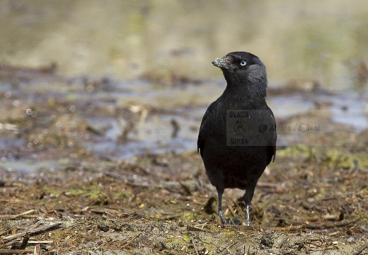 TACCOLA, Jackdaw, Choucas des tours; Corvus monedula