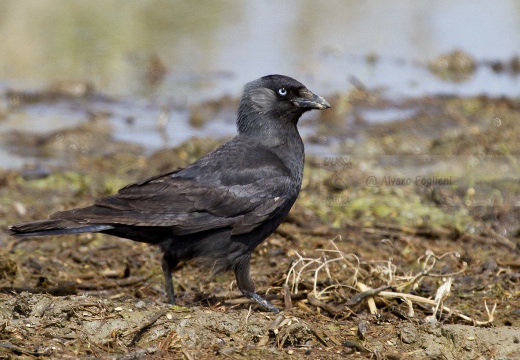 TACCOLA, Jackdaw, Choucas des tours; Corvus monedula