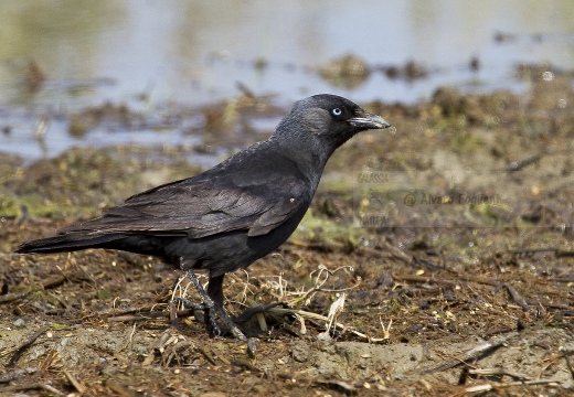 TACCOLA, Jackdaw, Choucas des tours; Corvus monedula