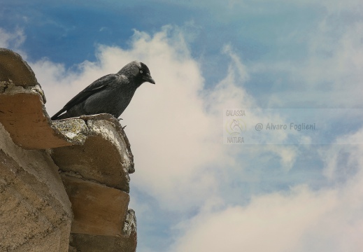 TACCOLA, Jackdaw, Choucas des tours; Corvus monedula