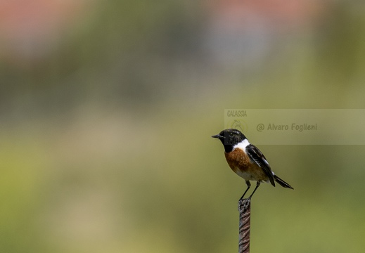 SALTIMPALO , Stonechat, Tarier africain; Saxicola torquata