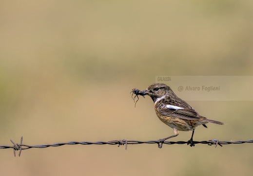 SALTIMPALO , Stonechat, Tarier africain; Saxicola torquata