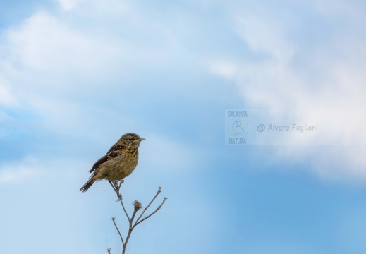 SALTIMPALO , Stonechat, Tarier africain; Saxicola torquata Juv. 