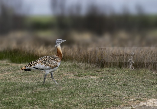 OTARDA MAGGIORE; Great bustard; Grande Outarde; Otis tarda