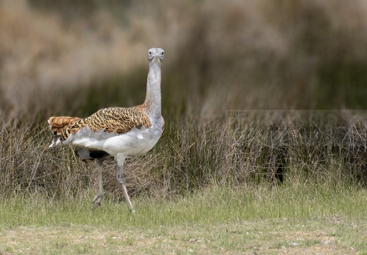 OTARDA MAGGIORE; Great bustard; Grande Outarde; Otis tarda