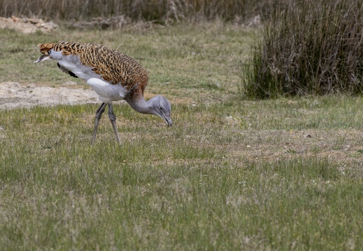 OTARDA MAGGIORE; Great bustard; Grande Outarde; Otis tarda