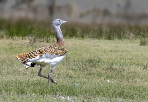 OTARDA MAGGIORE; Great bustard; Grande Outarde; Otis tarda