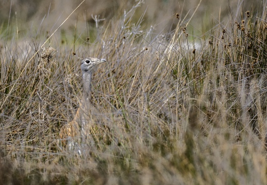 OTARDA MAGGIORE; Great bustard; Grande Outarde; Otis tarda