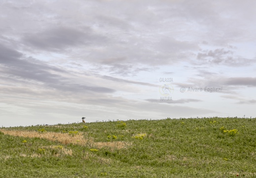 OTARDA MAGGIORE; Great bustard; Grande Outarde; Otis tarda