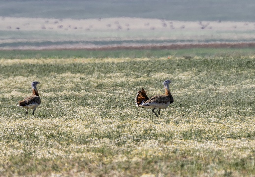 OTARDA MAGGIORE; Great bustard; Grande Outarde; Otis tarda